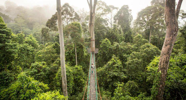 Com'è il clima in una foresta pluviale tropicale?