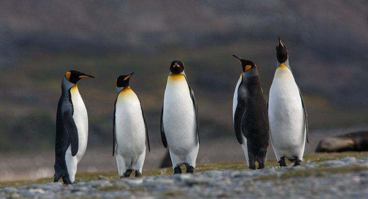 Come sopravvivono i pinguini in Antartide?