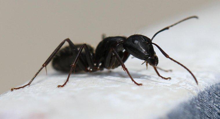 Come si sterminano le formiche carpentiere?