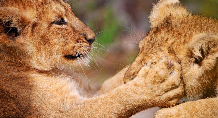 Perché i leoni hanno le zampe anteriori dotate di lunghi artigli retrattili?