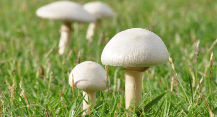 A quale gruppo di alimenti si adattano i funghi?