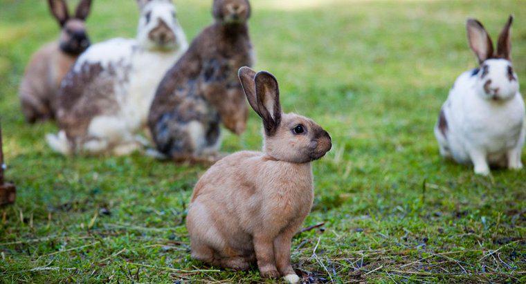 Che legame ha il coniglietto di pasqua con la Pasqua?