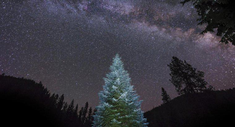 Qual è l'albero di Natale vivente più grande del mondo?