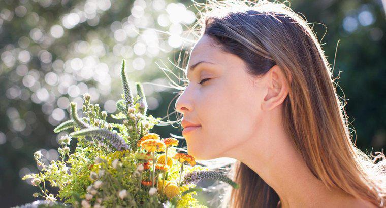 Quali sono le possibili cause di un senso dell'olfatto acuito?