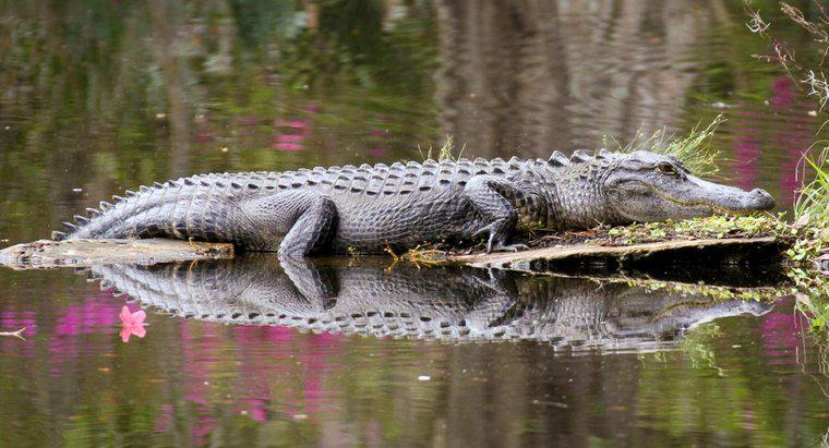 Quanto può rimanere a lungo sott'acqua un alligatore?