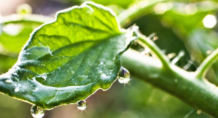 Le foglie di pomodoro sono velenose per gli umani?