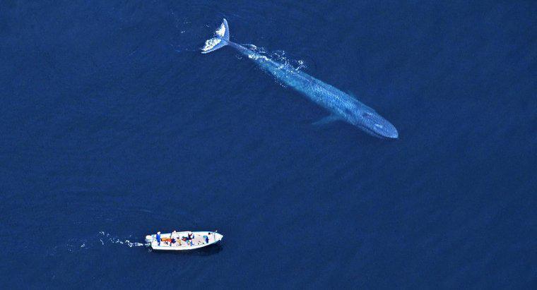 La balena blu è più grande di un dinosauro?