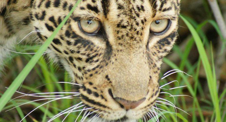 Dove vivono i leopardi in Africa?