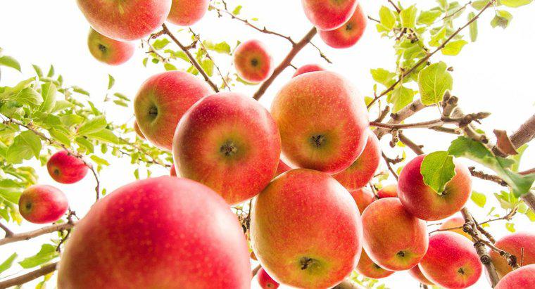 Quante mele producono gli alberi di mele?