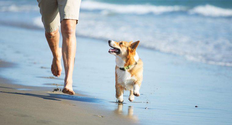 Cosa succede se un cane mangia la sabbia?