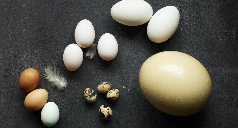 Quante uova di pollo sono equivalenti a un uovo di struzzo?