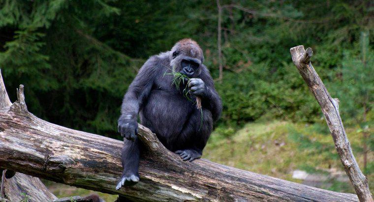 I gorilla mangiano carne?