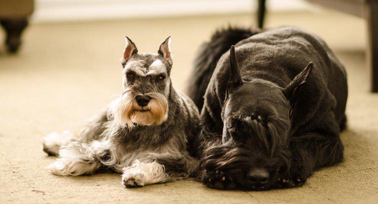 Quali sono alcuni grandi cani ipoallergenici?
