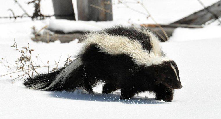 do skunks hibernate torper