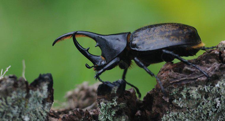 Dove vivono Rhinoceros Beetles?