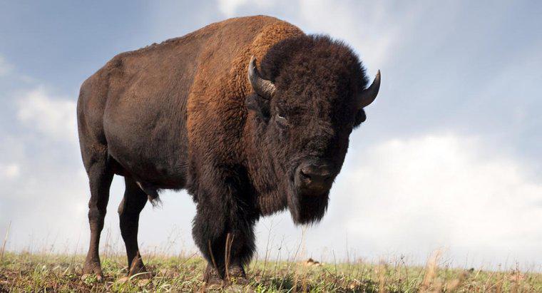 Quanto costa un Buffalo pesare?