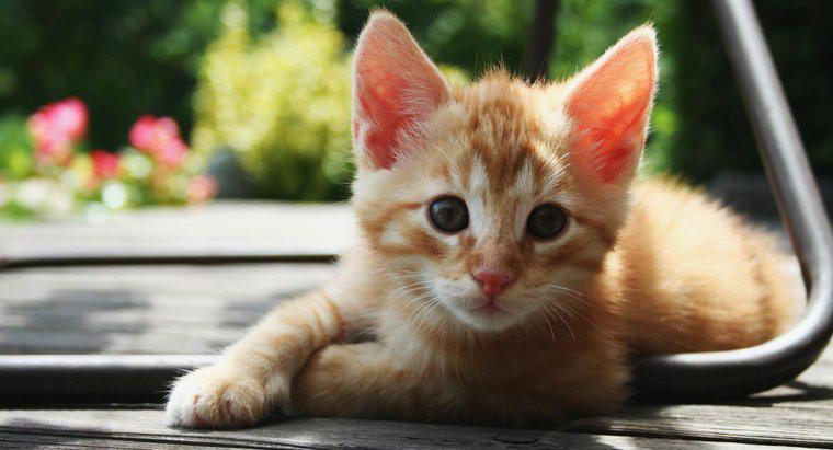 Quando è un gattino completamente cresciuto?