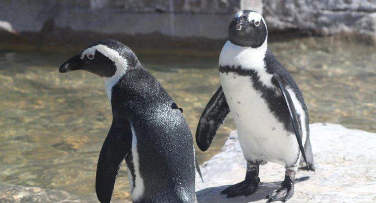 Quanto possono restare a lungo sott'acqua i pinguini?