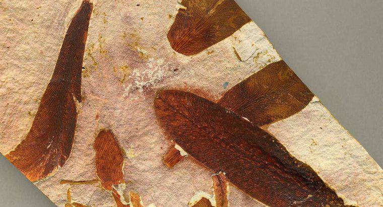 Dove sono trovati i fossili di Glossopteris?