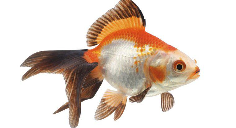 Cosa significa quando il pesce rosso diventa nero?