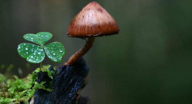 Come si adattano i funghi al loro ambiente?