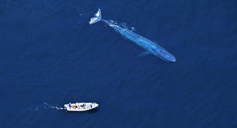 Perché la gente uccide le balene blu?