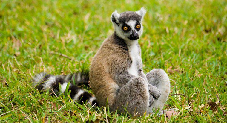 Cos'è l'habitat di un lemure?