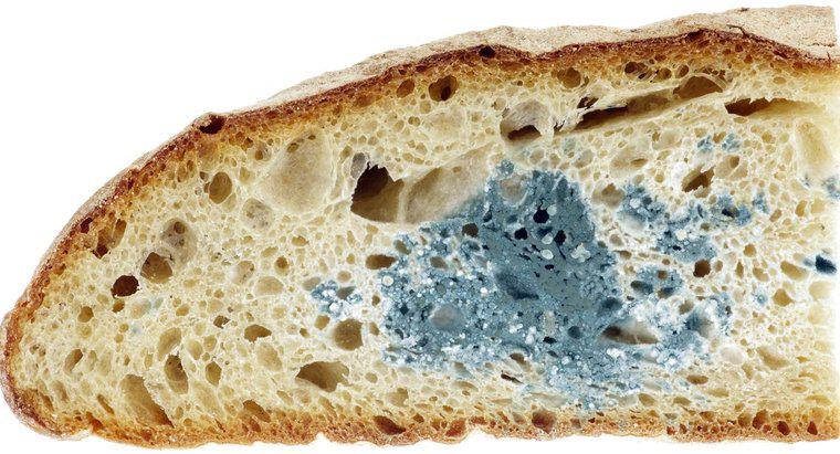 Quale tipo di pane si modella al meglio?