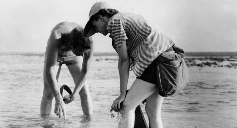 Quali erano i nomi dei fratelli di Rachel Carson?