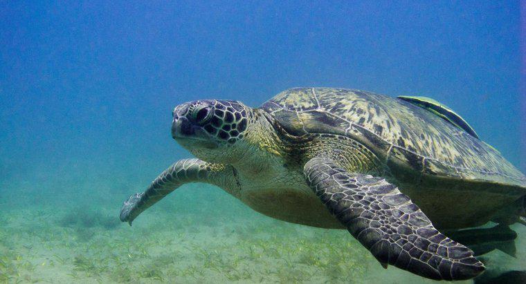 Quanto possono rimanere a lungo sott'acqua le tartarughe?