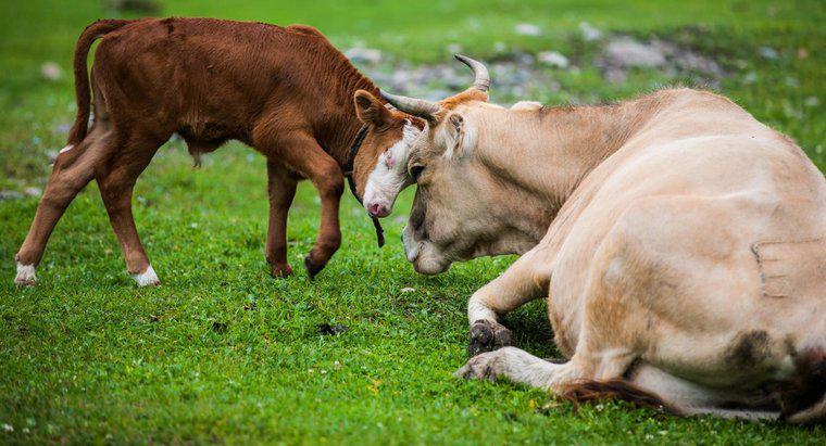 Quanto tempo ci vuole per una mucca per avere un vitello una volta incinta?