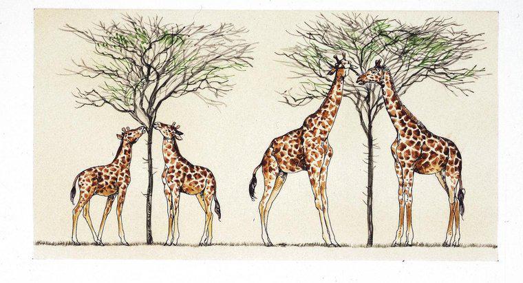 In che modo Lamarck ha spiegato perché le giraffe hanno i colli lunghi?