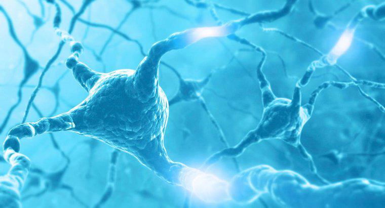 In che modo l'impulso nervoso viaggia lungo il neurone?