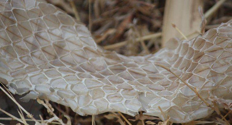 Quanto spesso i serpenti versano la loro pelle?