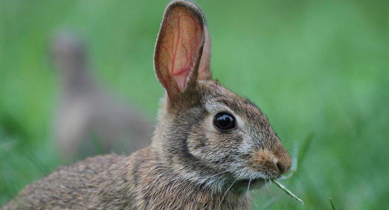 Che animale mangia i conigli?