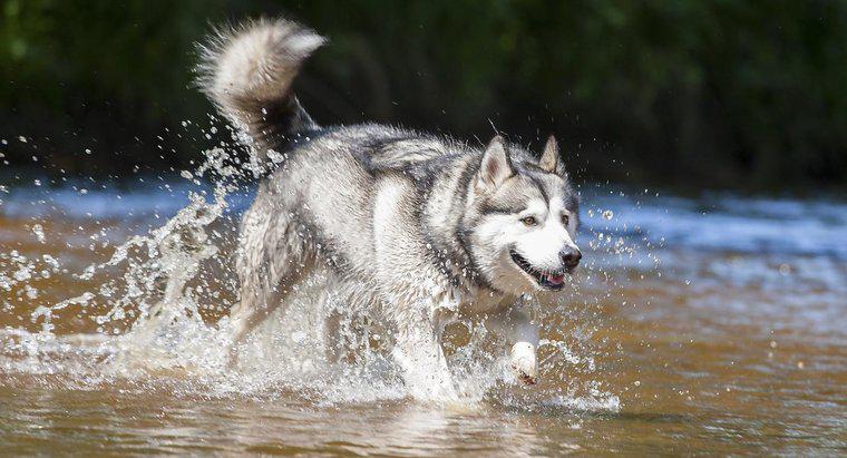 Quali sono alcune razze di cani che sembrano i husky?