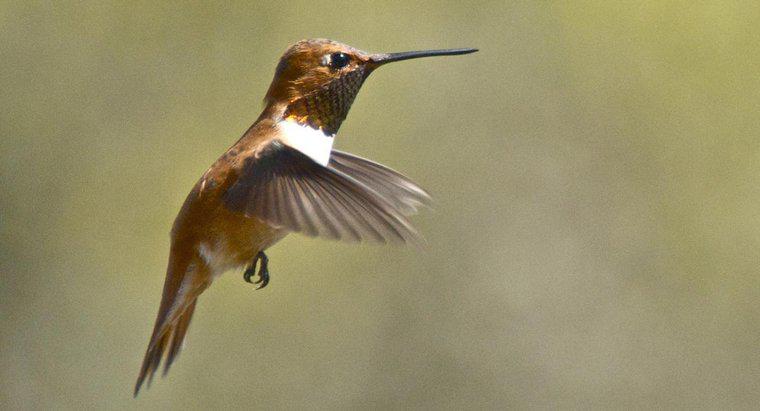 Dove vivono i colibrì?