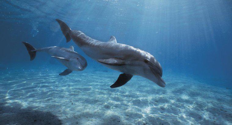 Quanto tempo possono i delfini tenere il respiro?