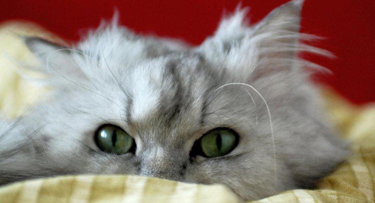 Qual è la durata media della vita di un gatto persiano?
