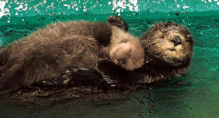 Quanto tempo restano le lontre con le loro madri?