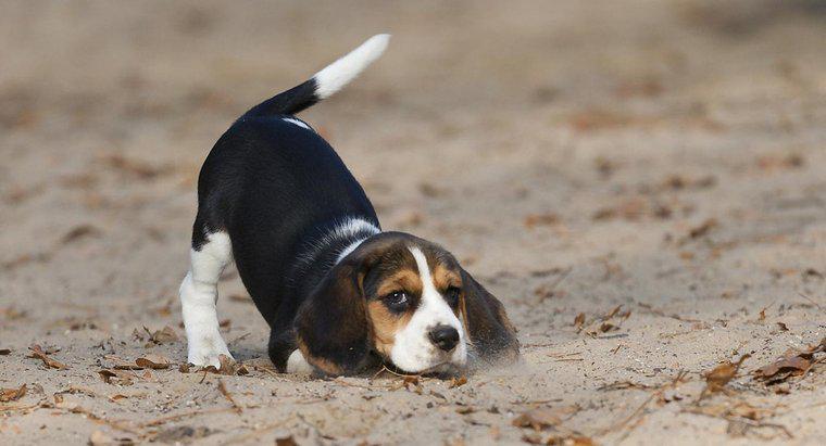 Quanto Beagle pesa?