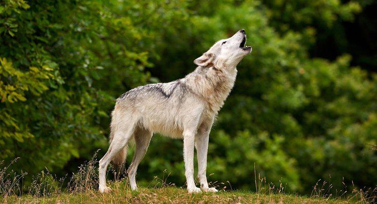 Quanto tempo vivono i lupi?