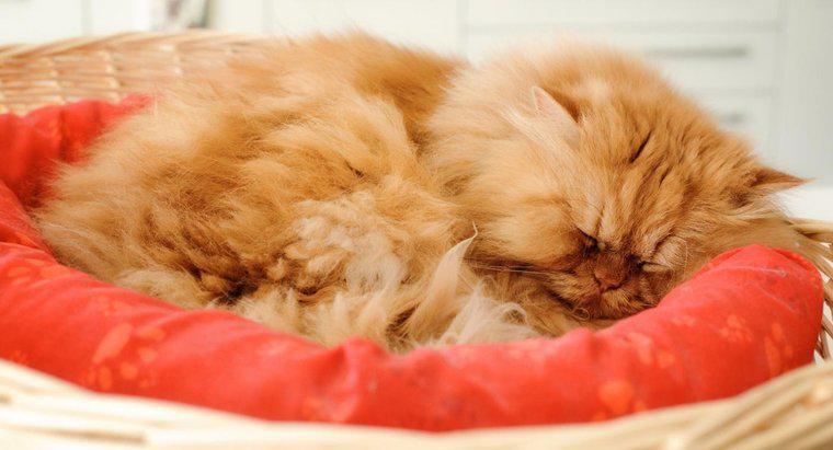 Cos'è un gatto persiano arancione?