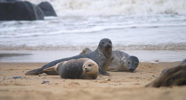 Quali sono i cosiddetti Baby Seals?