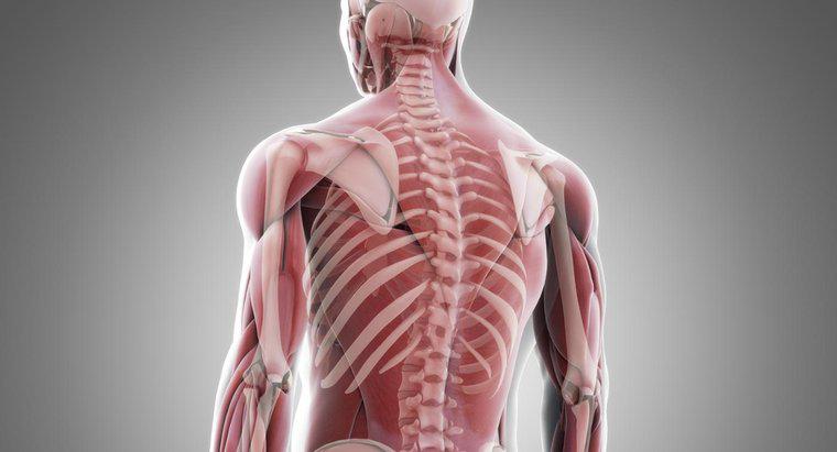 Come sono i muscoli attaccati all'osso?