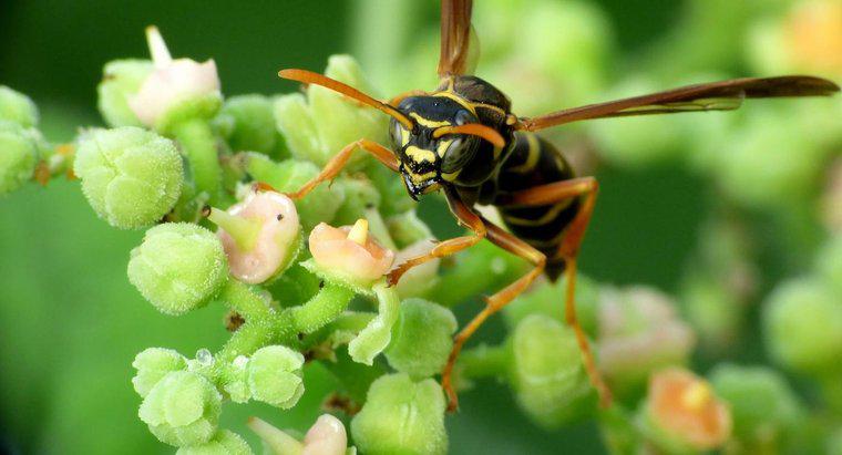 Quali sono alcuni rimedi domestici per uccidere le vespe?