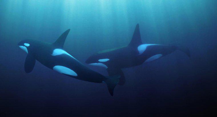 In What Ocean Zone fanno Killer Whales Live?