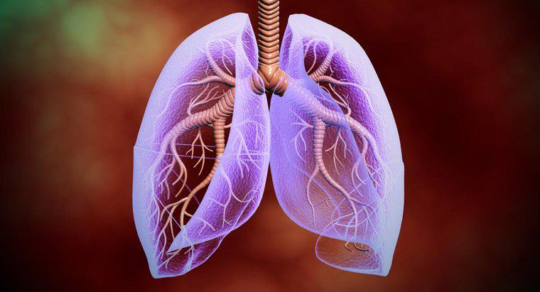 Dove si trovano i polmoni nel corpo umano?