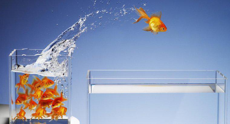 Quanti pesci posso mettere nel mio acquario da tre litri?