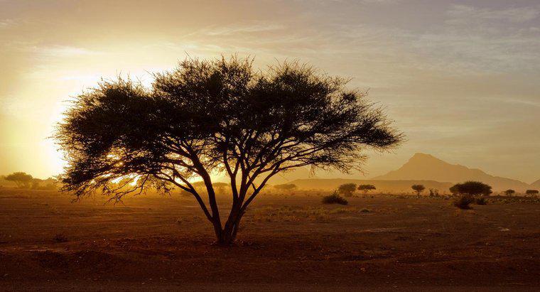 Quale percentuale dell'Africa è il deserto?